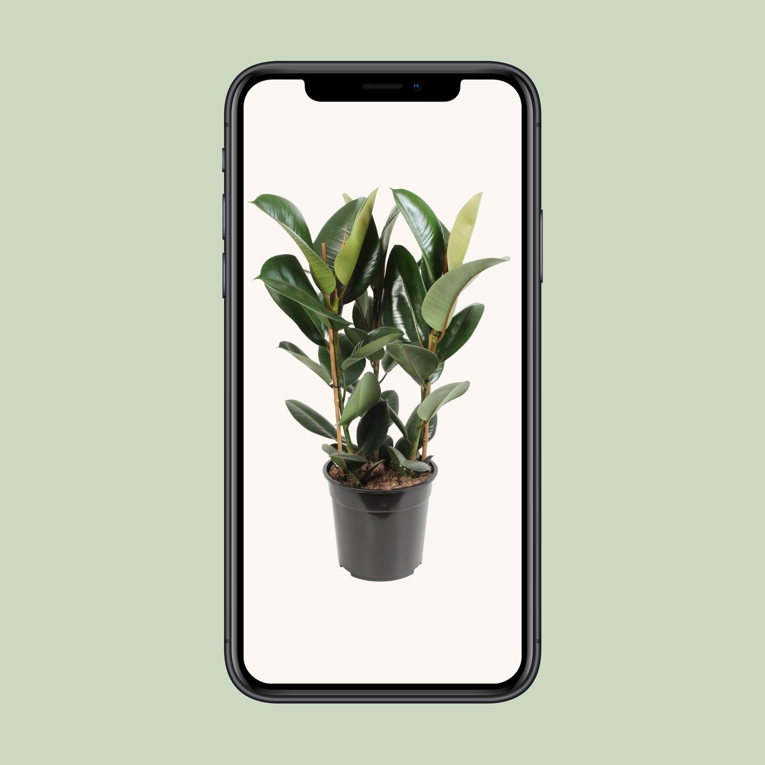 Ficus Elastica Robusta - Ø27cm - ↕85cm bei Pflanzfix24.de - Pflanzfix24.de