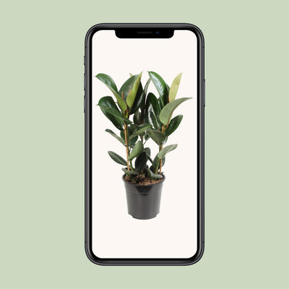 Ficus Elastica Robusta - Ø27cm - ↕85cm bei Pflanzfix24.de - Pflanzfix24.de