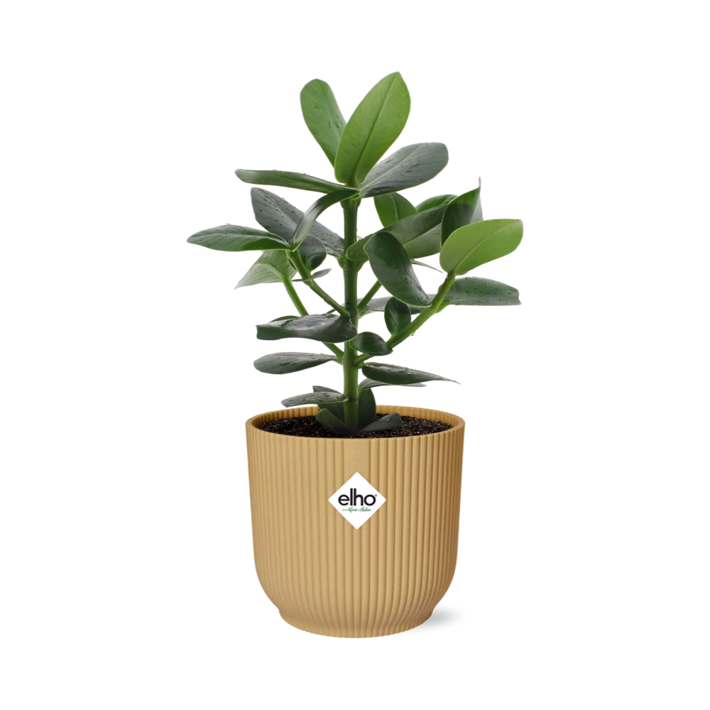 Clusia Princess in ELHO Vibes Fold 14cm geel - pflanzfix24