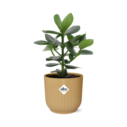 Clusia Princess in ELHO Vibes Fold 14cm geel - pflanzfix24
