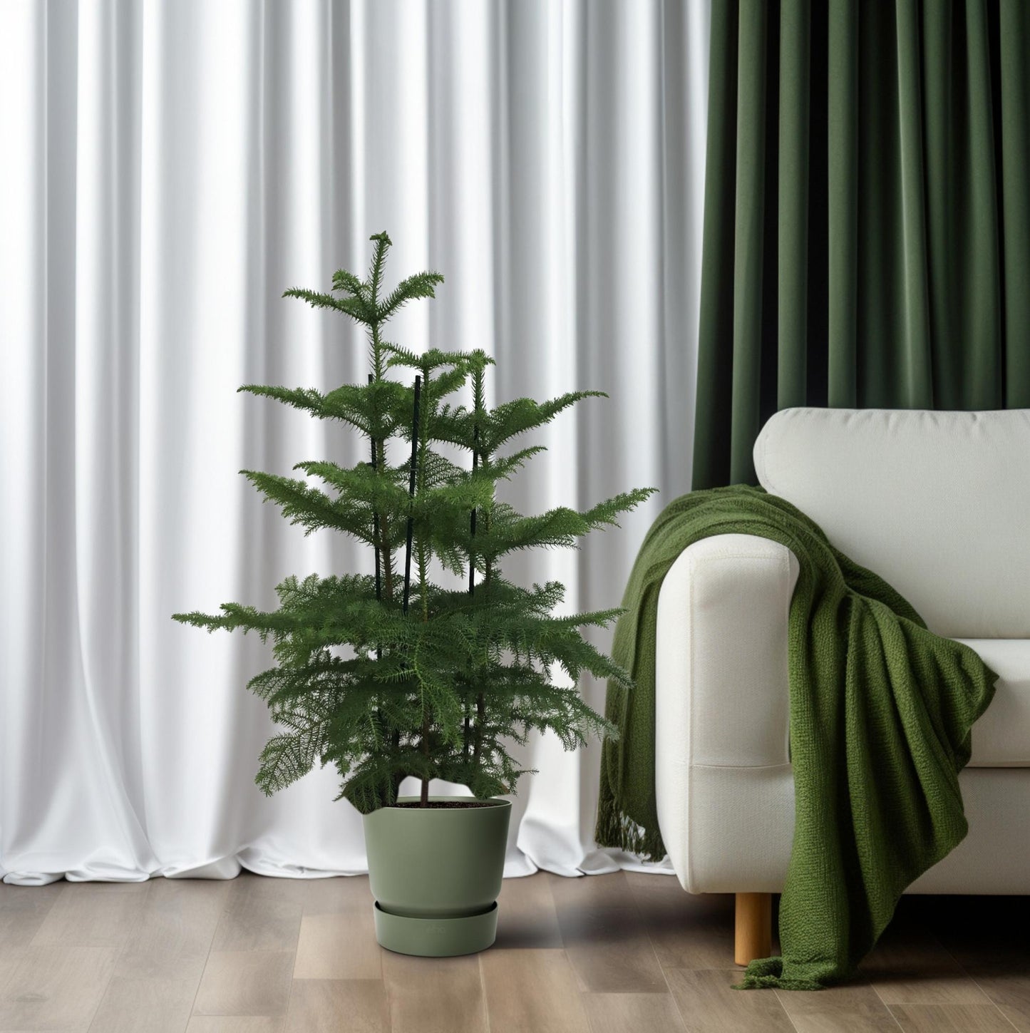 Araucaria (2 Tak) - Ø27cm - ↕110cm - Pflanzfix24