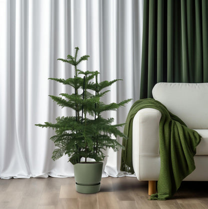 Araucaria (2 Tak) - Ø27cm - ↕110cm - Pflanzfix24