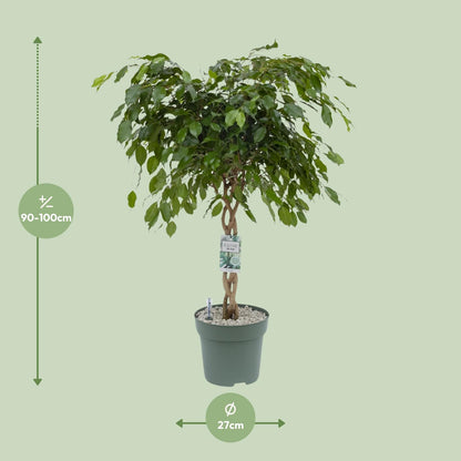 Ficus Adora / Exotica - Ø27cm - ↕120cm - Pflanzfix24
