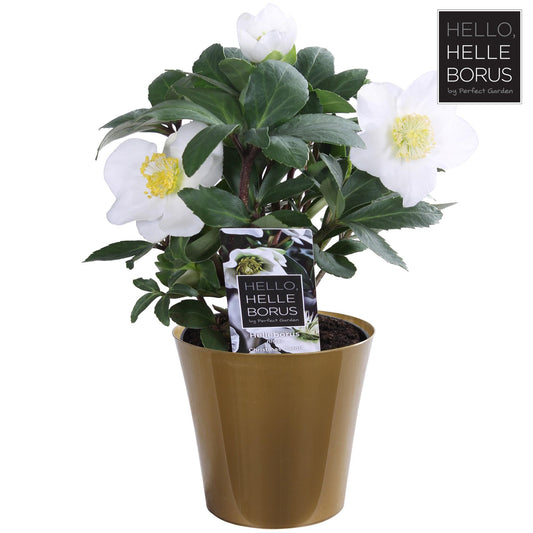 Helleborus Niger 'Christmas Carol' P9 (Golden Pot) - Pflanzfix24