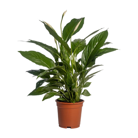 Spathiphyllum Vivaldi Ø17cm – elegante Friedenslilie | pflanzfix24.de - Pflanzfix24.de