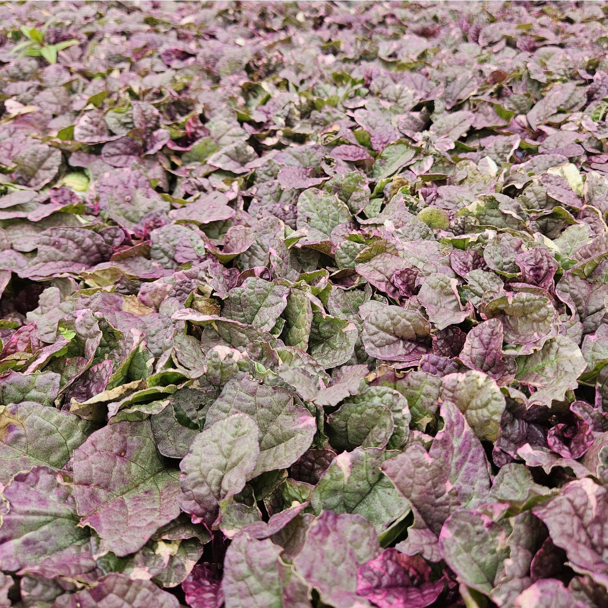 6x Ajuga reptans 'Burgundy Glow' - ↕10-25cm - Ø9cm - Pflanzfix24.de - Pflanzfix24.de