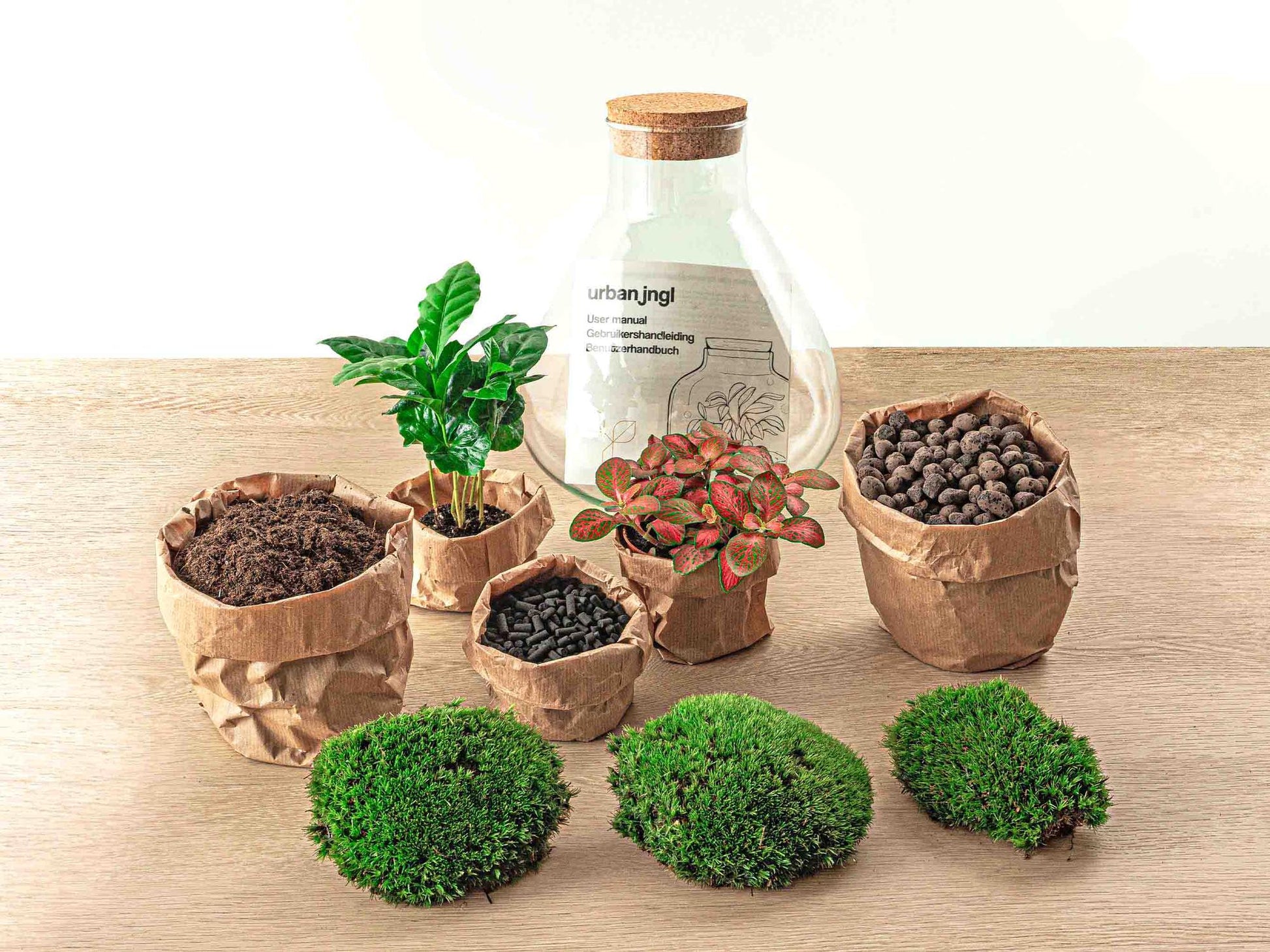 Flaschengarten - Sammie Coffea - 26 cm - Pflanzfix24.de - Pflanzfix24.de