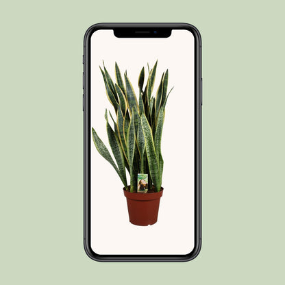 Sansevieria Laurentii P26 - Extra Dik - Ø27cm - ↕100cm - Pflanzfix24