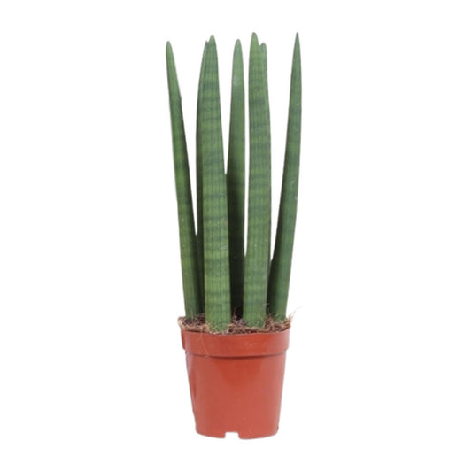 Sansevieria Straight Ø12cm | Pflanzfix24.de - Pflanzfix24.de