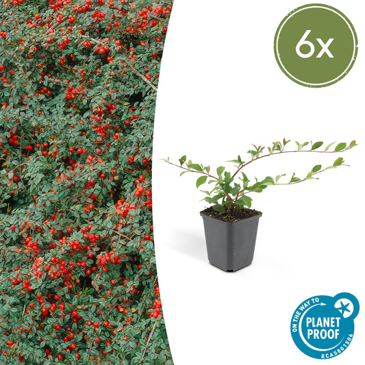 6x Cotoneaster dammeri - ↕10-25cm - Ø9cm bei Pflanzfix24.de - Pflanzfix24.de