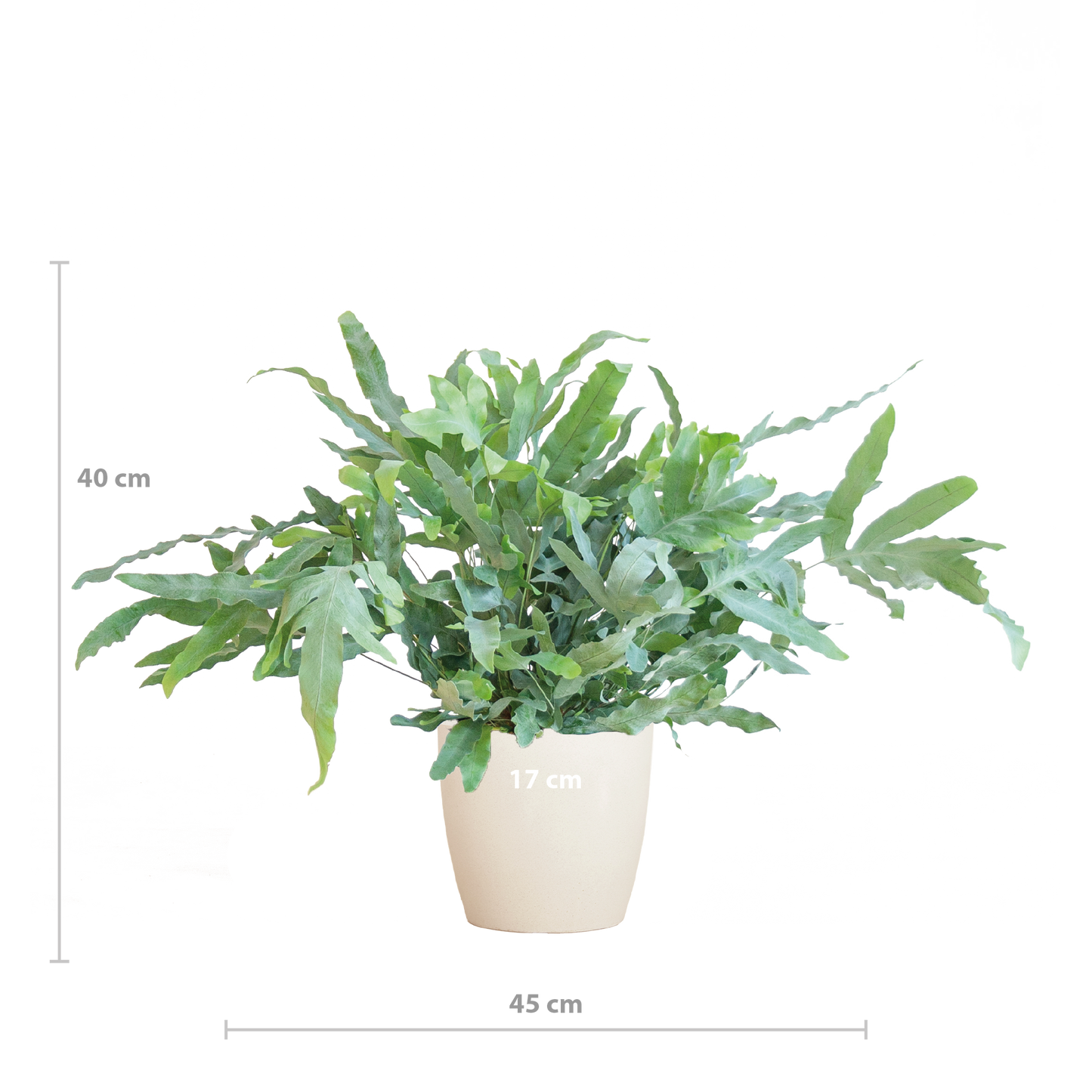 Phlebodium Aureum 'Blue Star' mit Viber weiß - 40cm - Ø17 - Pflanzfix24