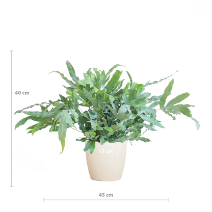 Phlebodium Aureum 'Blue Star' mit Viber weiß - 40cm - Ø17 - Pflanzfix24