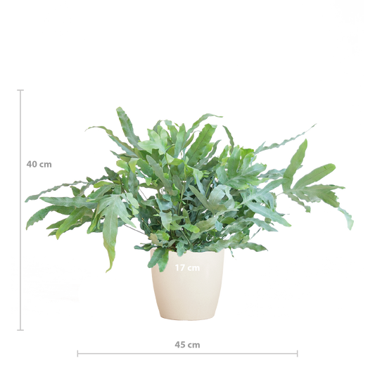 Phlebodium Aureum 'Blue Star' mit Viber weiß - 40cm - Ø17 - Pflanzfix24