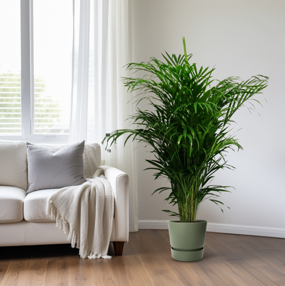 Dypsis Lutescens - Ø24cm - ↕125cm bei Pflanzfix24