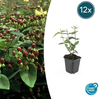 12x Hypericum inodorum - pflegeleichter gelber Strauch | Pflanzfix24.de - Pflanzfix24.de