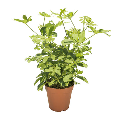 Schefflera Charlotte - Ø13cm - ↕35cm - Pflanzfix24