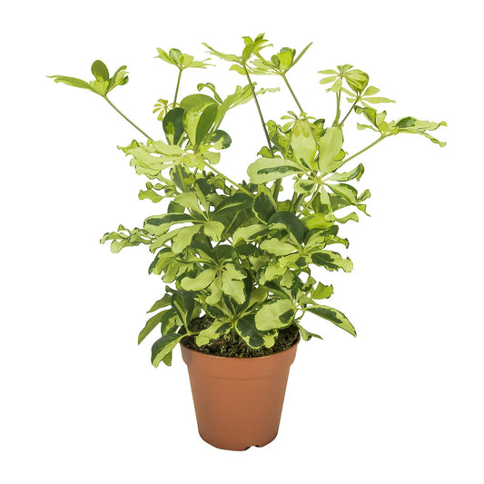Schefflera Charlotte - Ø13cm - ↕35cm - Pflanzfix24