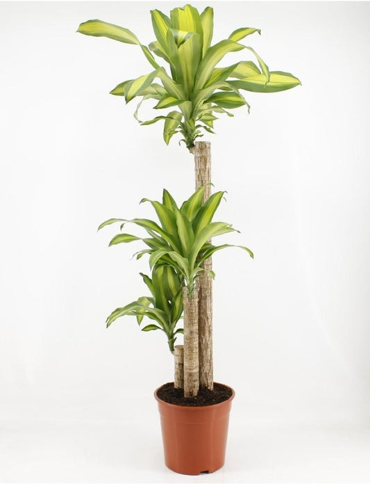 Dracaena Fragrans Massangeana - Pflanzfix24