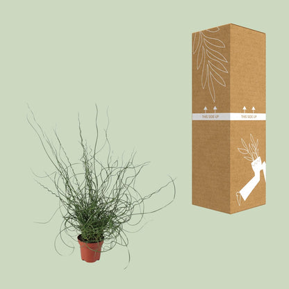 Juncus Effusus Spiralis - Ø12cm - ↕30cm - Pflanzfix24