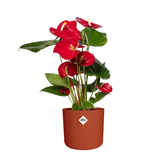 Anthurium Red 12cm in ELHO b.for soft rond 14cm brique - Pflanzfix24