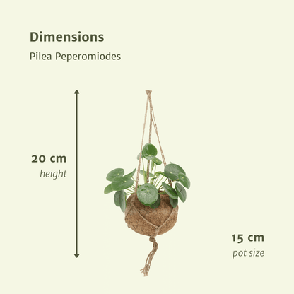 2x Kokodama Pilea Peperomiodes - Pfannkuchenpflanze - 20cm - ø15 - Pflanzfix24