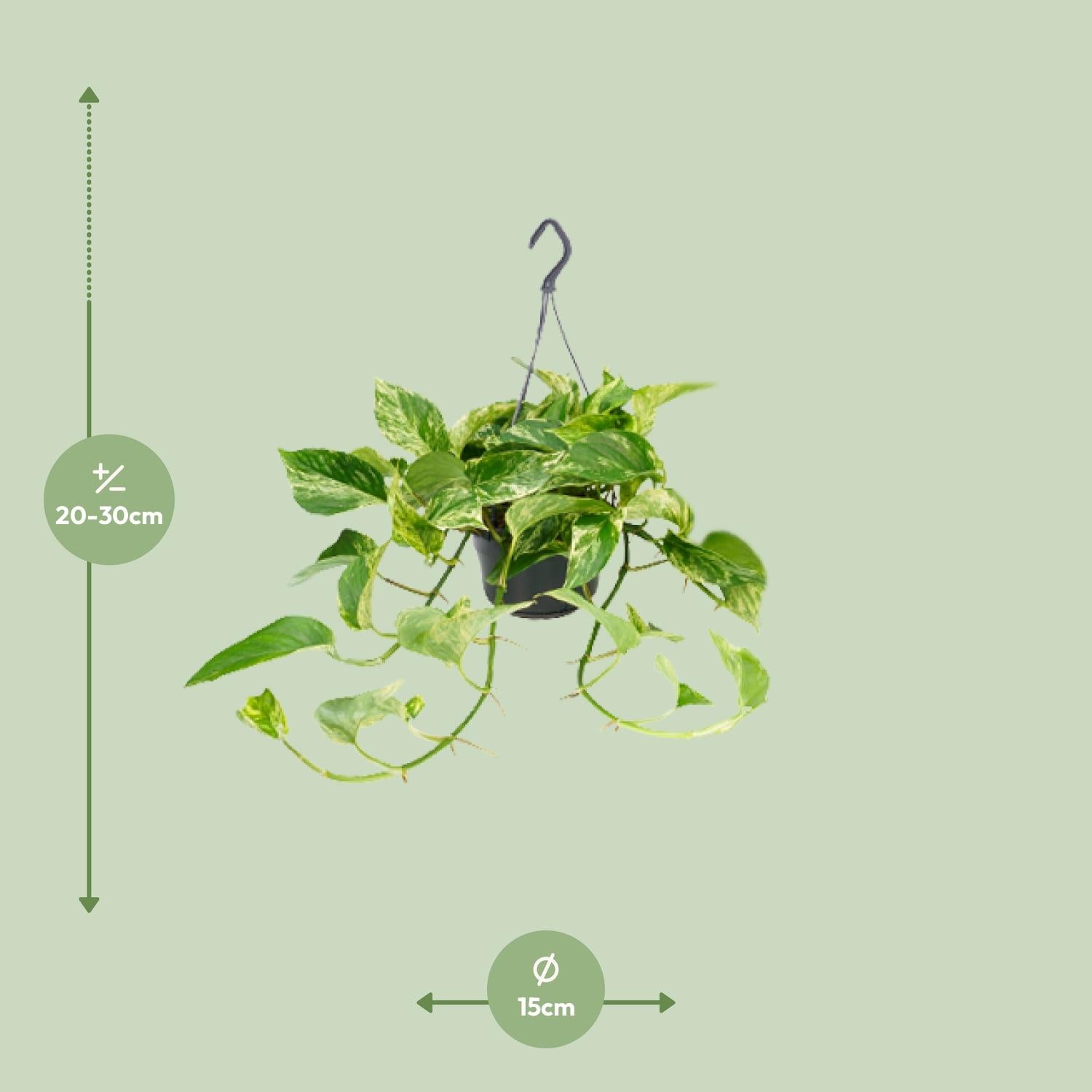 Epipremnum Marble Queen - Scindapsus - Ø15cm - Pflanzfix24.de - Pflanzfix24.de