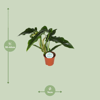 Philodendron Narrow - Ø14cm - ↕40cm by Pflanzfix24