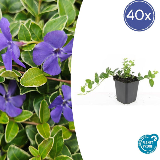 40x Vinca minor Argenteovariegata Bodendecker - Pflanzfix24