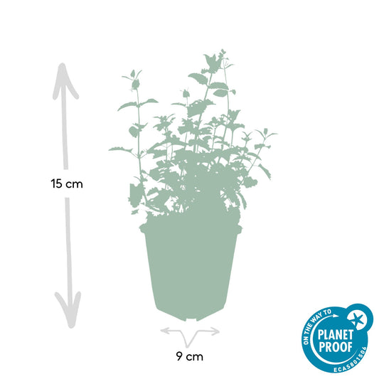 24x Nepeta 'Six Hills Giant' - Pflanzfix24 - ↕10-25cm - Ø9cm