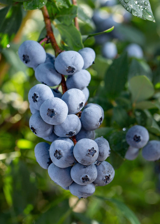 5x - Vaccinium corymbosum 'Brigitta Blue' - ↨45cm - Ø13 - Pflanzfix24