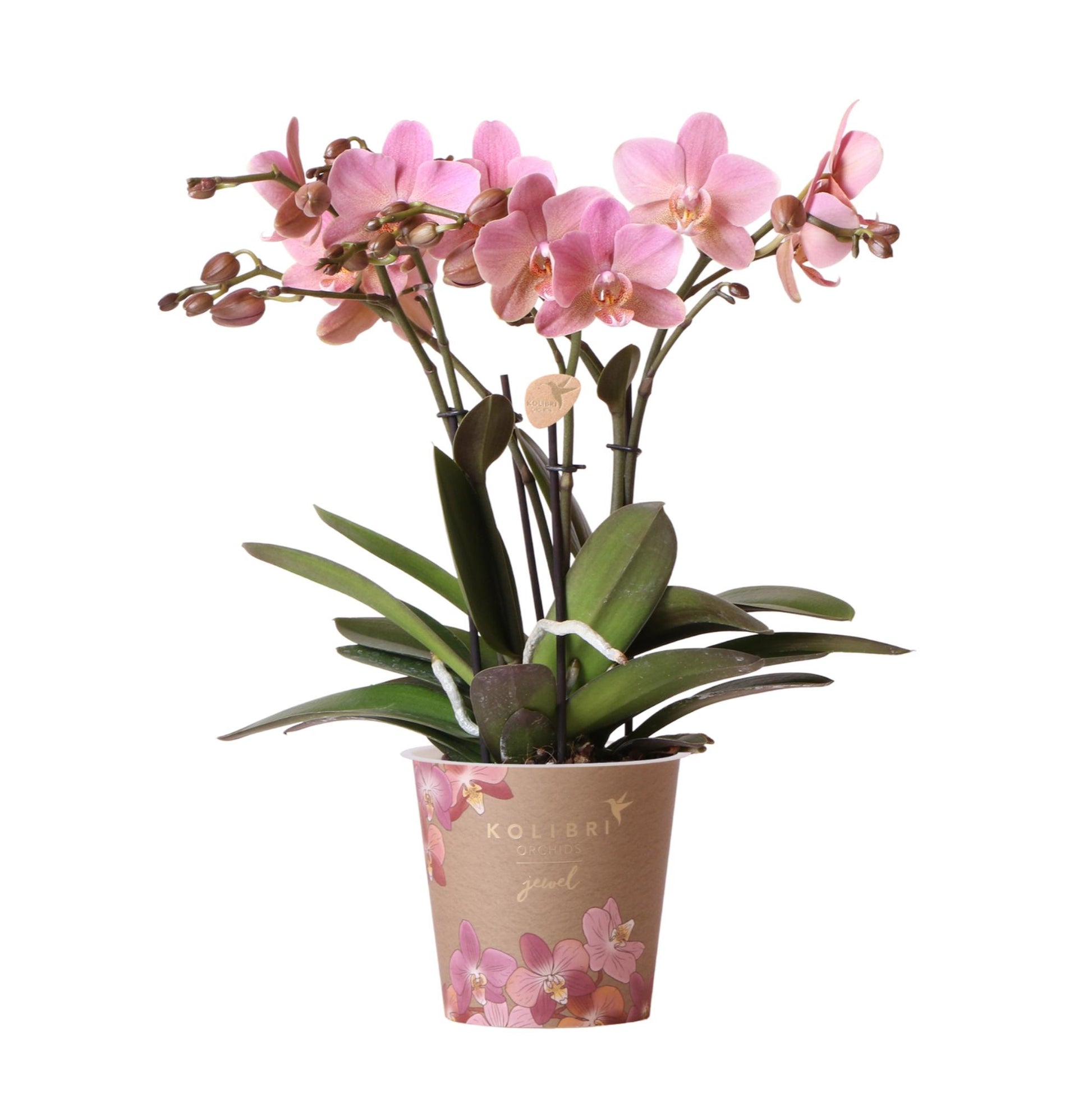 Phalaenopsis Orchidee Jewel Treviso Altrosa Ø12cm – 4 Zweige | Pflanzfix24.de - Pflanzfix24.de