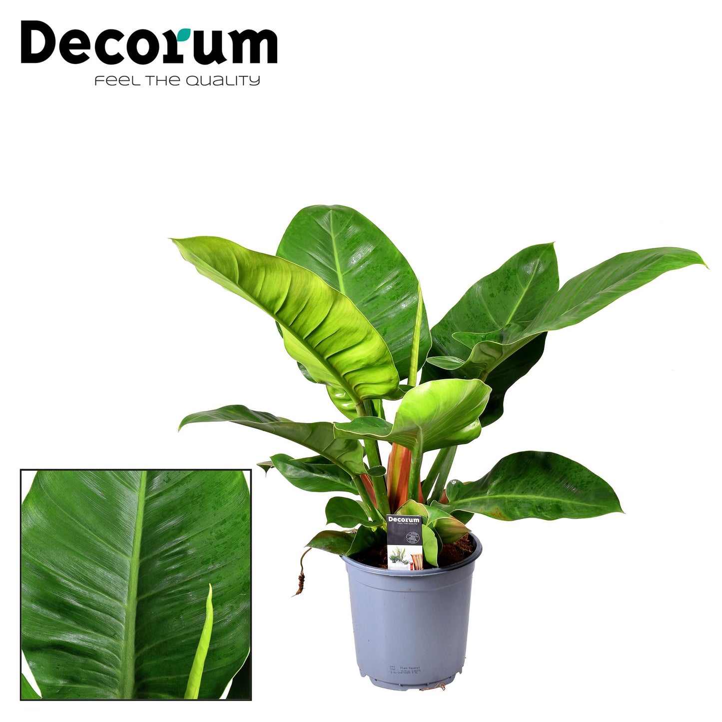 Philodendron Imperial Green - Ø19cm - pflanzfix24