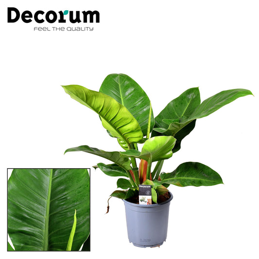 Philodendron Imperial Green - Ø19cm - pflanzfix24