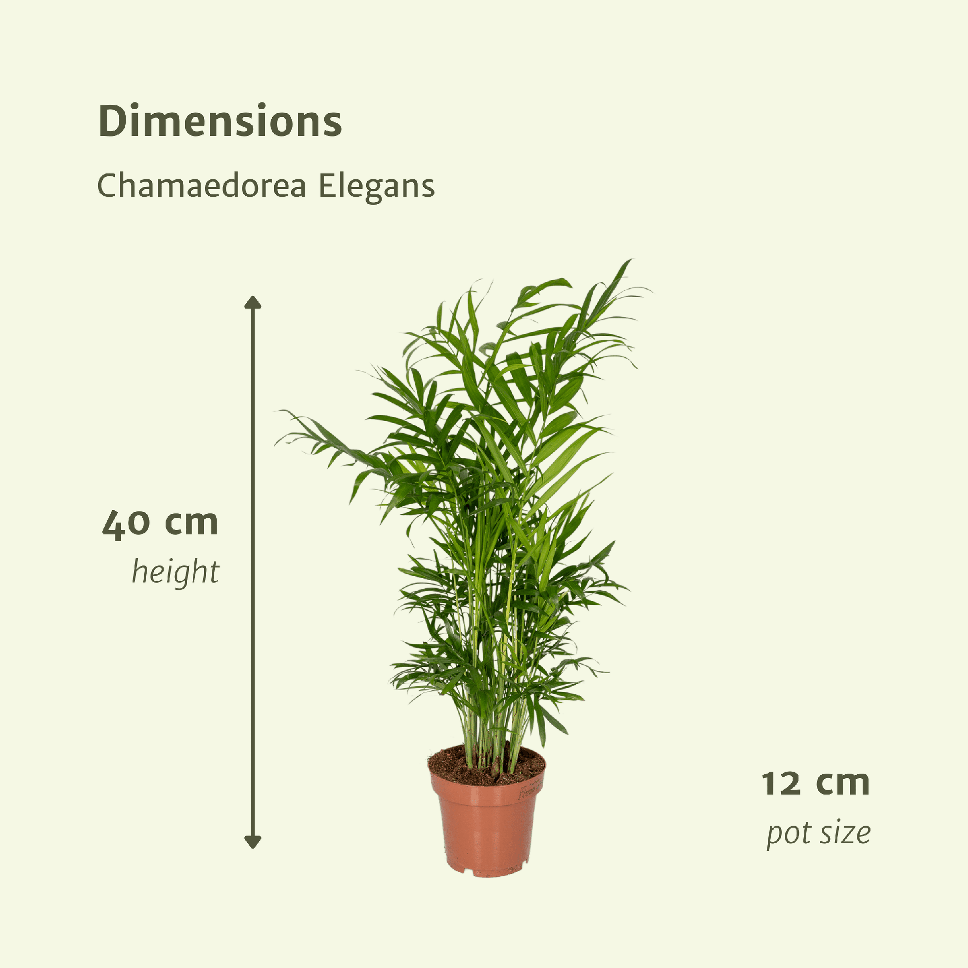 Chamaedorea Elegans (Mexikanische Bergpalme) - 2 Stücke - Pflanzfix24.de - Pflanzfix24.de