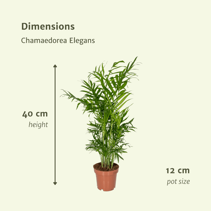 Chamaedorea Elegans (Mexikanische Bergpalme) - 2 Stücke - Pflanzfix24.de - Pflanzfix24.de