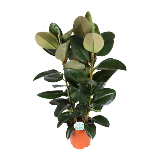 Ficus Elastica Robusta - Ø27cm - ↕115cm bei Pflanzfix24