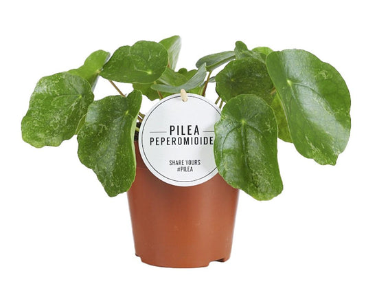 Pilea Sugar Ø13 cm – dekorative Zimmerpflanze | Pflanzfix24