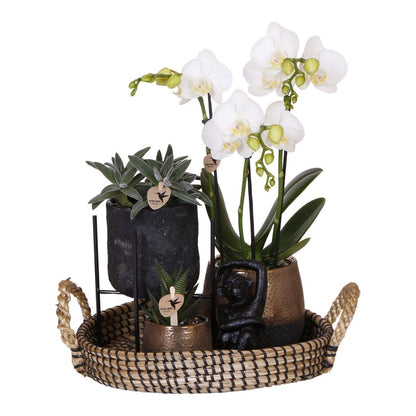 Pflanzset Home Hub – Orchidee & Grünpflanzen | Pflanzfix24.de - Pflanzfix24.de