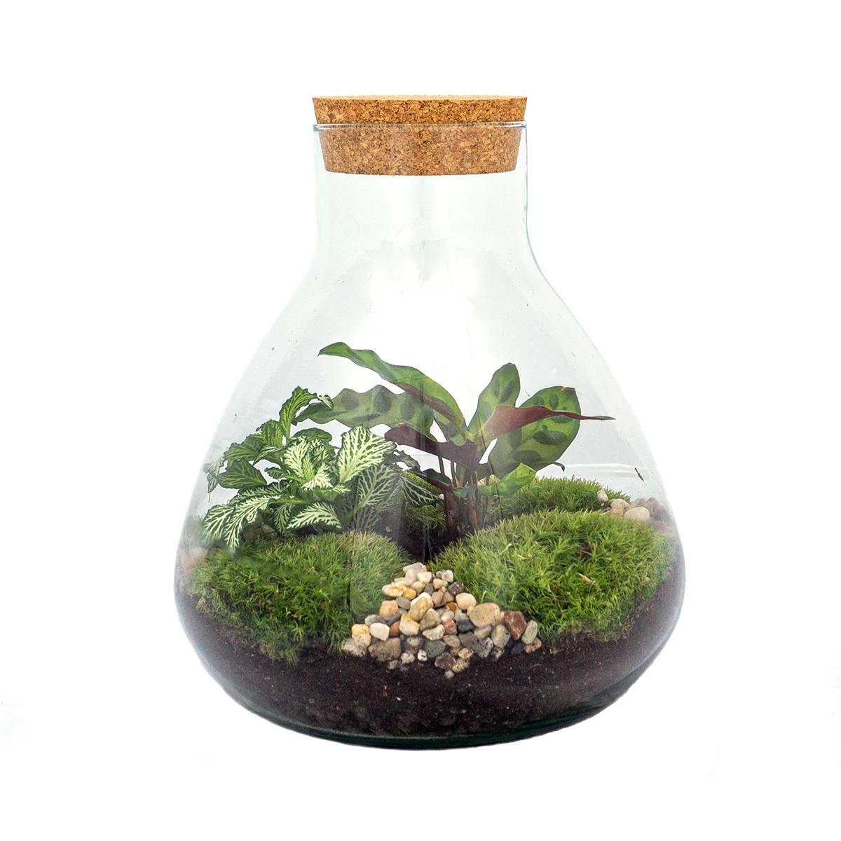 DIY Terrarium - Sammie - ↕ 27 cm - Pflanzfix24.de - Pflanzfix24.de