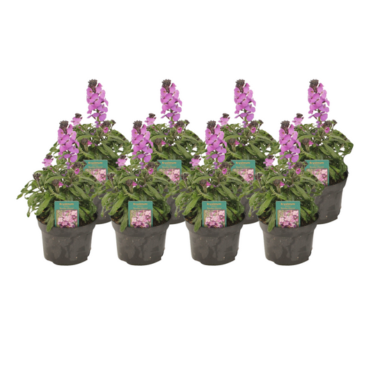 Erysimum Linifolium 'Bowles Mauve' - 8 Stücke - Pflanzfix24