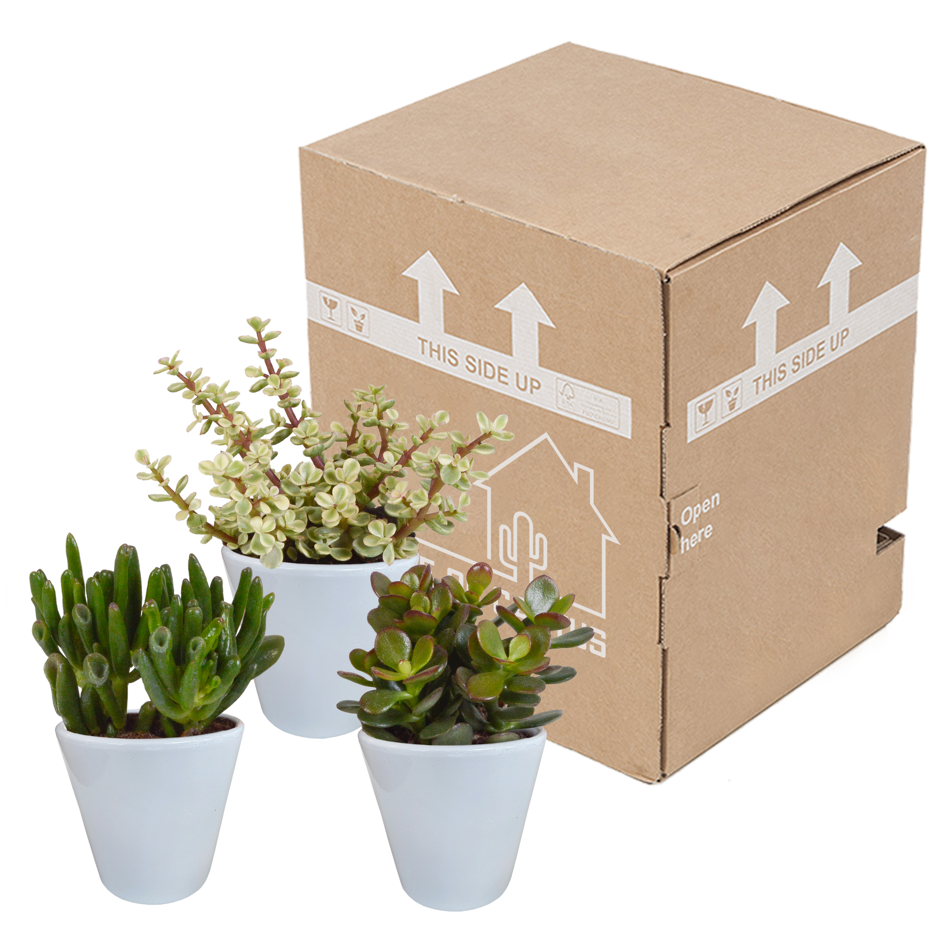 Crassula-Mix 8,5 cm - 3x - in witte pot - Pflanzfix24.de - Pflanzfix24.de
