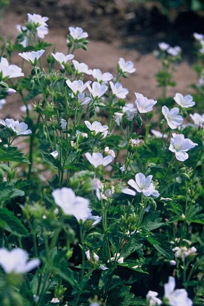 12x Geranium sang. 'Album' - ↕10-25cm - Ø9cm - Pflanzfix24