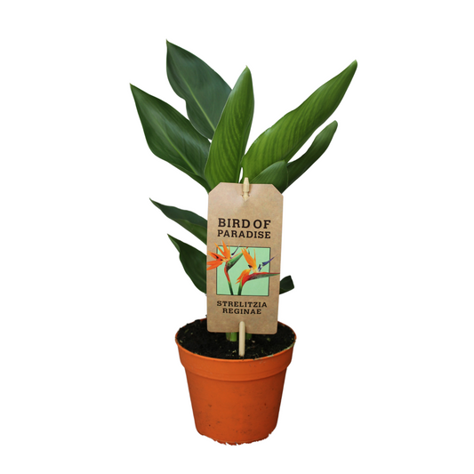 Strelitzia Reginae P13 Zonder Kunstbloem - Ø13cm - ↕35cm bei Pflanzfix24