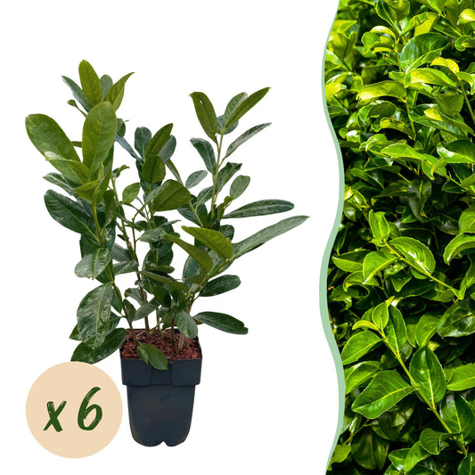 Pflanzfix24.de - Prunus laurocerasus Rotundifolia - 6 Pflanzen - 1 laufender Meter - Pflanzfix24.de