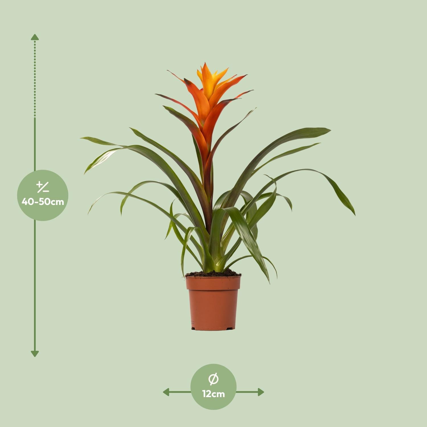Guzmania Variada - Ø12 ↕50 von Pflanzfix24.de - Pflanzfix24.de