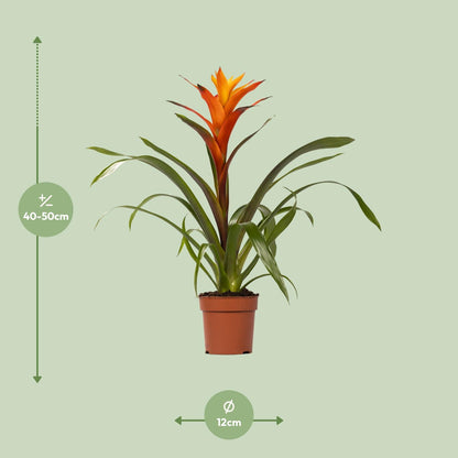 Guzmania Variada - Ø12 ↕50 von Pflanzfix24.de - Pflanzfix24.de