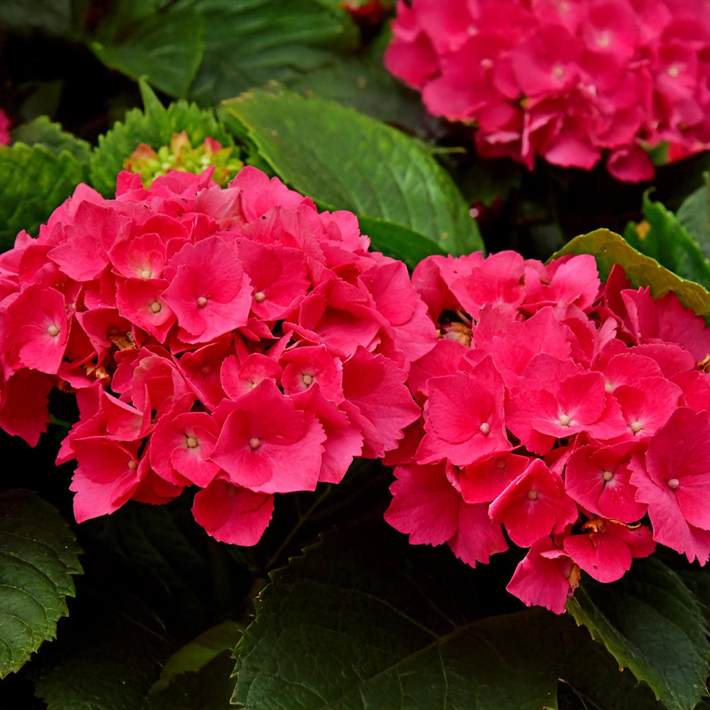 pflanzfix24 - Hortensie Hydrangea macrophylla Rot - 1 Pflanze - Topf 17cm