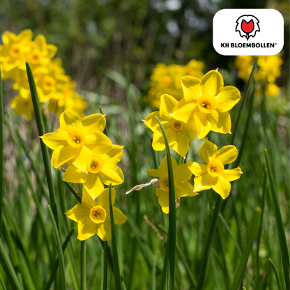 Baby Boomer narcis 25 stuks - Pflanzfix24
