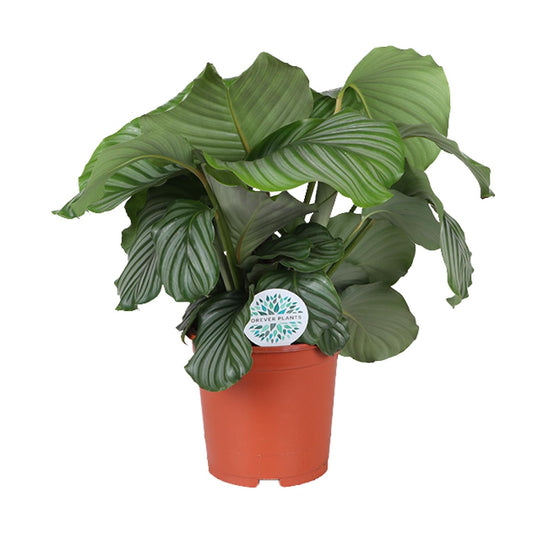 Calathea Orbifolia - Ø21cm - Pflanzfix24
