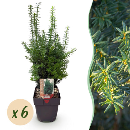 pflanzfix24 - Taxus media Hillii Heckenpflanzen - 6 Pflanzen - 1m